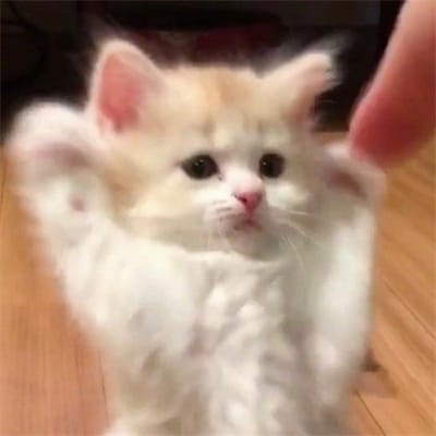 Wiranto Kusuma avatar